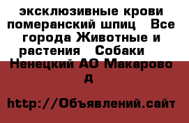 эксклюзивные крови-померанский шпиц - Все города Животные и растения » Собаки   . Ненецкий АО,Макарово д.